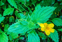 Mimulus guttatus TOOTHED MONKEYFLOWER 150104z