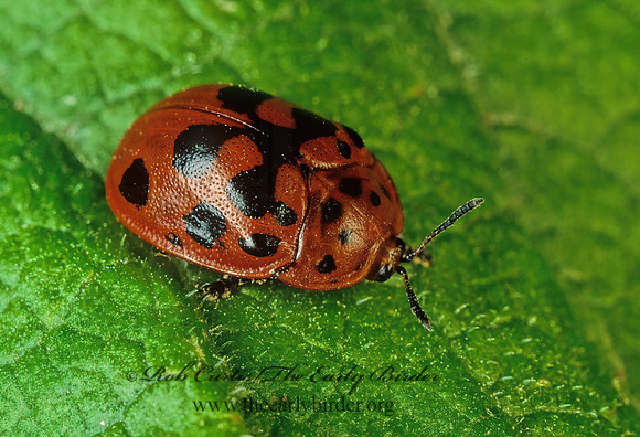 Chelymorpha cassidea  ARGUS TORTOISE BEETLE 80632z