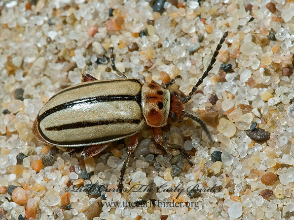 Disonycha alternata 5001903z
