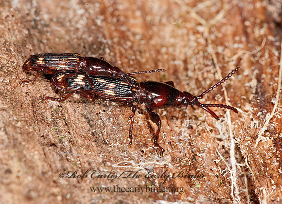 Arrhenodes minutus 8032921z