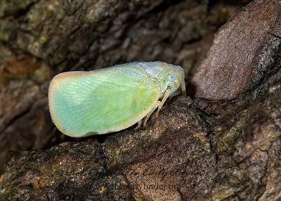 Ormenoides venusta  FLATID PLANTHOPPER 7012117z