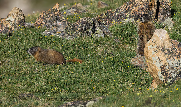Marmota flaviventris  YELLOW-BELLIED MARMOT 7010621z