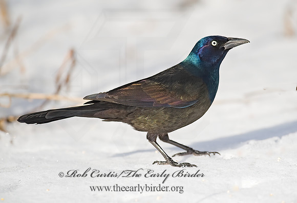 Quiscalus quiscula  COMMON GRACKLE 8001348z