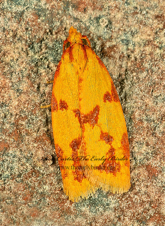 Sparganothis reticulatana RETICULATED FRUITWORM MOTH 278329z