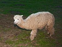 Lama glama  LLAMA 8019922z