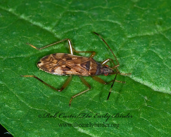 Ozophora picturata 6008833z