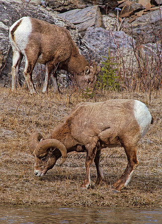 Ovis canadensis  BIGHORN SHEEP 223025z