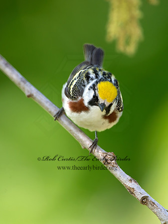 Setophaga pennsylvanica  CHESTNUT-SIDED WARBLER 9038828z