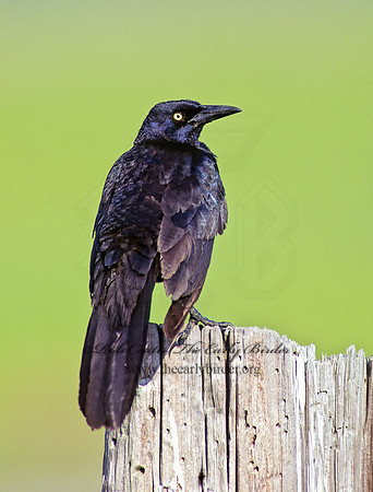 Quiscalus mexicanus  GREAT-TAILED GRACKLE 167332z
