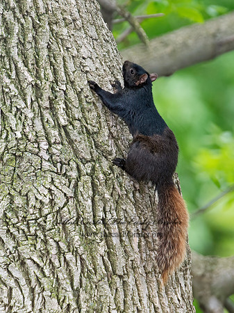 Sciurus carolinensis  EASTERN GRAY SQUIRREL 9011590z