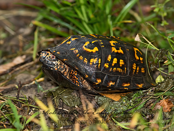 Terrapene carolina  EASTERN BOX TURTLE 9053167z
