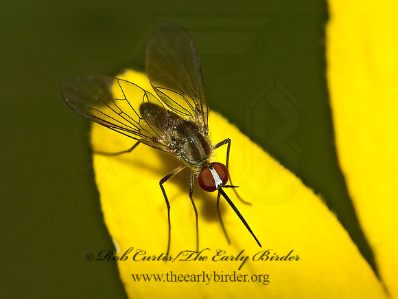 Geron calvus  BEE FLY 5011398 z