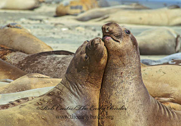 Mirounga angustirostris  NORTHERN ELEPHANT SEAL 110829z