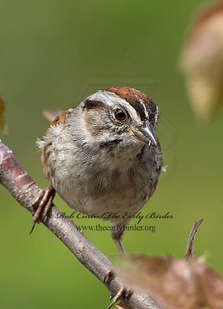 Melospiza georgiana  SWAMP SPARROW 9042982z