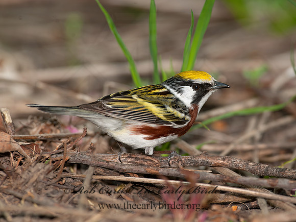 Setophaga pennsylvanica  CHESTNUT-SIDED WARBLER 8035658z