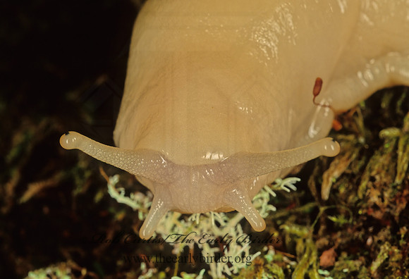 Stylomatophora  SLUG 151511z