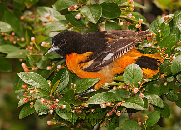 Icterus galbula  BALTIMORE ORIOLE  3002344z