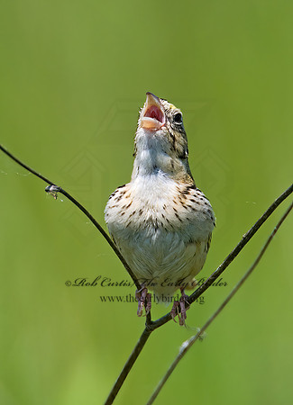 Centronyx henslowii  HENSLOW'S SPARROW 7016825z