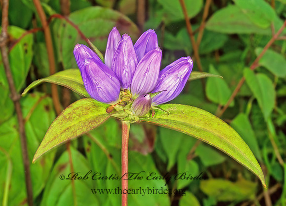 Gentiana andrewsii  CLOSED GENTIAN 1116019z