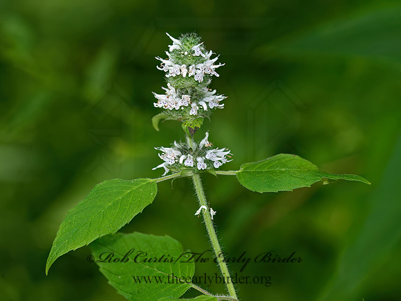 Blephilia hirsuta  HAIRY WOOD MINT 9040183z
