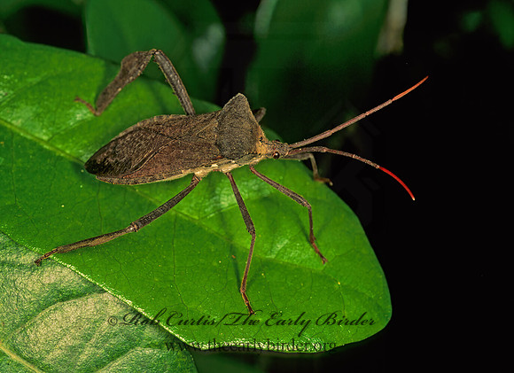 Acanthocephala declivis 200433z