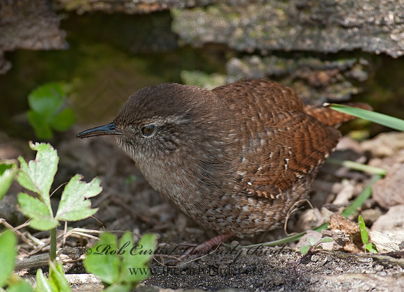 Troglodytes hiemalis  WINTER WREN 8033899z