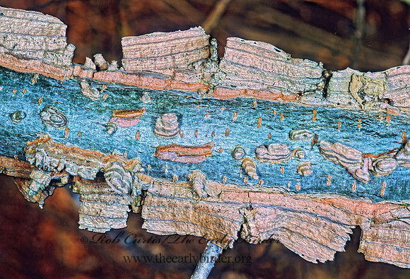 Basidiomycetes 214009z