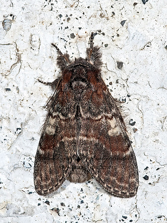Peridea ferruginea  CHOCOLATE PROMINENT MOTH  8035088z