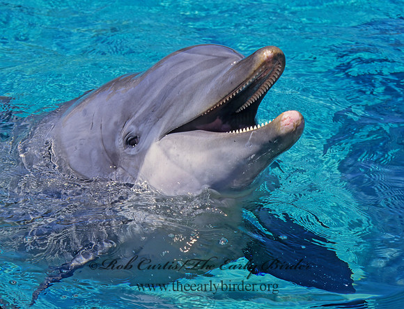 Tursiops truncatus  ATLANTIC BOTTLENOSE DOLPHIN 124734z