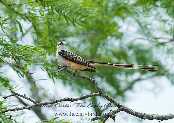 Tyrannus forficatus SCISSOR-TAILED FLYCATCHER 7005111z