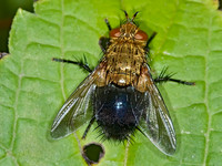 Archytas analis complex TACHINID FLY 6013300z