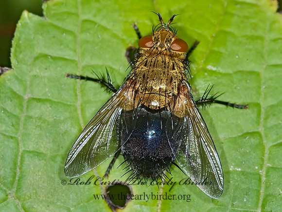 Archytas analis complex  TACHINID FLY 6013300z