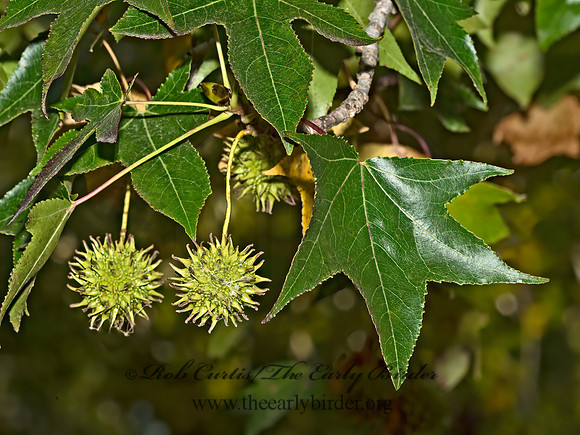 Liquidambar styraciflua  AMERICAN SWEETGUM 9052692z