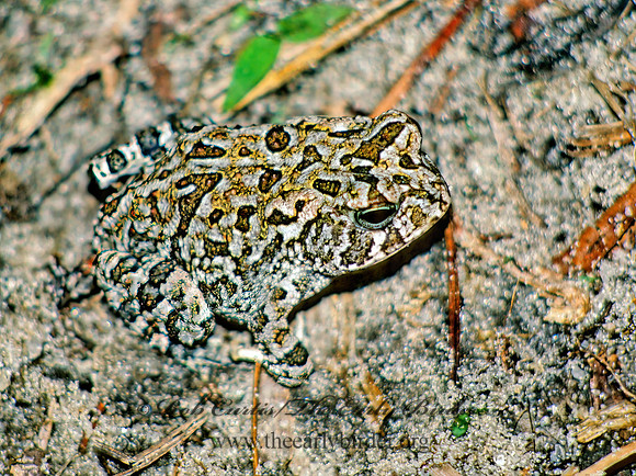 Anaxyrus quercicus  OAK TOAD 14815 z