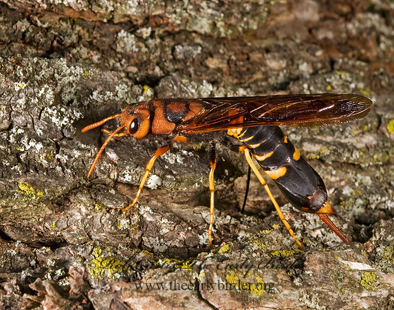 Tremex columba 8007383z