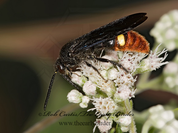Scolia dubia 8017799z