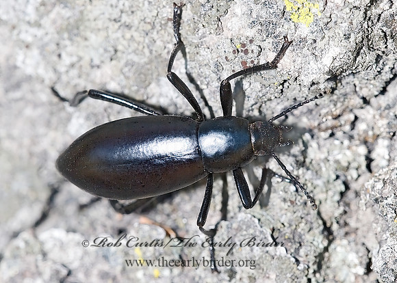 Eleodes longicollis 6026387z