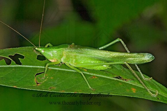 Neoconocephalus 6013093z