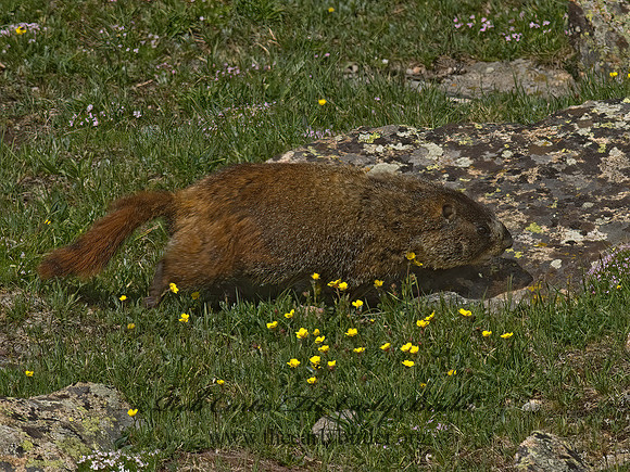 Marmota flaviventris  YELLOW-BELLIED MARMOT 6027348z