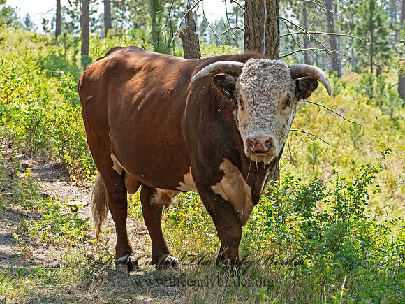 Bos taurus  BULL 3023809z