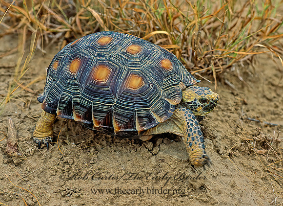 Gopherus berlandieri  TEXAS TORTOISE 54532z