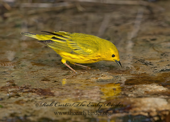 Setophaga petechia  YELLOW WARBLER 9045497z