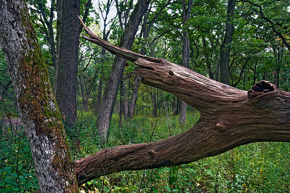 FOREST VIEW 8018335z