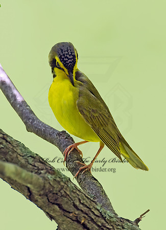 Geothlypis formosa  KENTUCKY WARBLER 9023136z