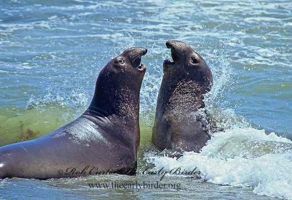 Mirounga angustirostris  NORTHERN ELEPHANT SEAL 110917z