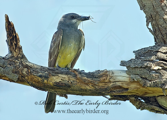 Tyrannus vociferans  CASSIN'S KINGBIRD 7008434z