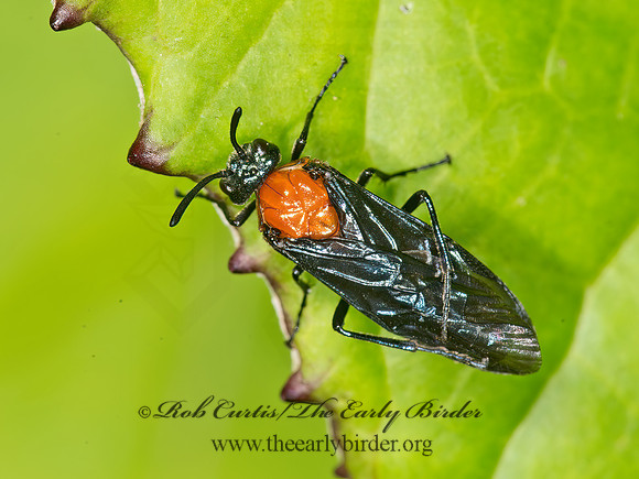 Arge pectoralis  BIRCH SAWFLY 9036048z