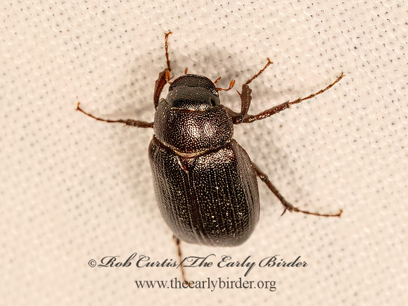 Diplotaxis harperi  MAY BEETLE 9083286z