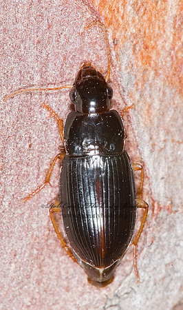 Notiobia (Anisotarsus) sayi 6017196z