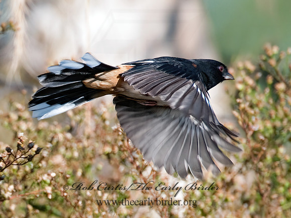Pipilo erythrophthalmus  EASTERN TOWHEE 3004699z
